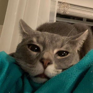 Meet your Posher, Ailey